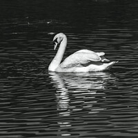 Buy canvas prints of Swan with reflection by Rory Hailes
