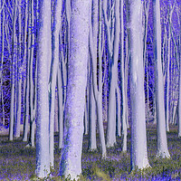 Buy canvas prints of Trees catching the early morning sunlight digitally manipulated  by Rory Hailes