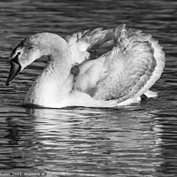 Buy canvas prints of Juvenile swan enjoying the sunshine by Rory Hailes