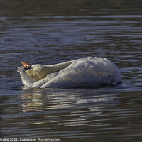 Buy canvas prints of Swan relaxing by Rory Hailes