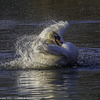 Buy canvas prints of Swan having a splash by Rory Hailes
