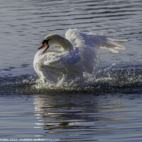 Buy canvas prints of Swan by Rory Hailes