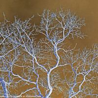 Buy canvas prints of Tree Branches by Rory Hailes