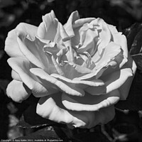 Buy canvas prints of Monochrome Rose by Rory Hailes