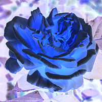 Buy canvas prints of Blue Rose by Rory Hailes