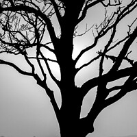 Buy canvas prints of Tree in Silhouette by Rory Hailes