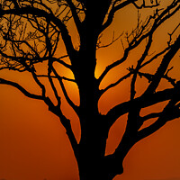 Buy canvas prints of Tree in Silhouette by Rory Hailes