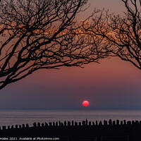 Buy canvas prints of Sunset trees by Rory Hailes