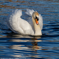Buy canvas prints of Swan by Rory Hailes