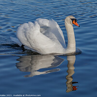 Buy canvas prints of Swan  by Rory Hailes