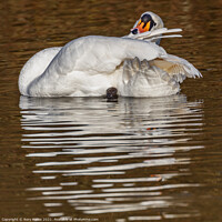 Buy canvas prints of Swan taking it easy by Rory Hailes