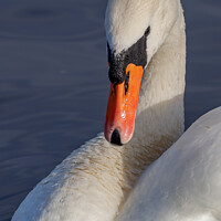 Buy canvas prints of Portrait of a swan by Rory Hailes