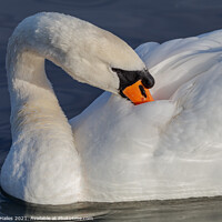 Buy canvas prints of Swan cleaning its feathers by Rory Hailes