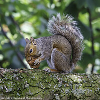 Buy canvas prints of Squirrel by Rory Hailes
