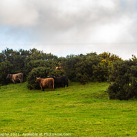 Buy canvas prints of A highland cow sheltering from the wind behind a gorse bush in a green field by SnapT Photography
