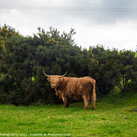 Buy canvas prints of A highland cow sheltering from the wind behind a gorse bush in a green field by SnapT Photography