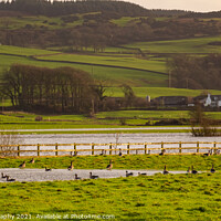 Buy canvas prints of Flock or gaggle of barnacle geese in a field beside a flooded winter river by SnapT Photography
