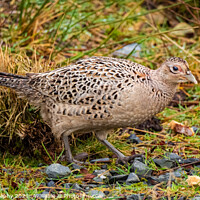 Buy canvas prints of A female common pheasant walking on the ground in winter by SnapT Photography