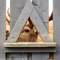Buy canvas prints of A red deer stag looking through a wooden fence at the Galloway Red Deer Range by SnapT Photography