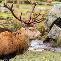 Buy canvas prints of A red deer stag with antlers, standing in a field at the Galloway Red Deer Range by SnapT Photography