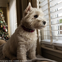 Buy canvas prints of A white west highland terrier dog looking out of a window with a christmas tree by SnapT Photography