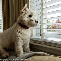 Buy canvas prints of A cute white west highland terrier dog, looking out of a window by SnapT Photography