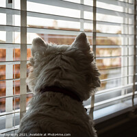 Buy canvas prints of A white west highland terrier on neighbourhood watch, looking out of a window by SnapT Photography