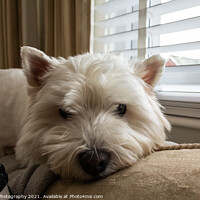 Buy canvas prints of A west highland terrier dog lying on top of a sofa or couch beside a window by SnapT Photography