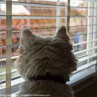 Buy canvas prints of A white west highland terrier on neighbourhood watch, looking out of a window by SnapT Photography