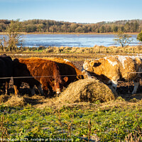 Buy canvas prints of Cows feeding on hay in a field next to the Dee estuary at Kirkcudbright Bay by SnapT Photography