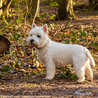 Buy canvas prints of A white west highland terrier dog standing beside a log in a Scottish woodland by SnapT Photography
