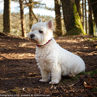 Buy canvas prints of A white west highland terrier dog sitting beside a tree in a Scottish woodland by SnapT Photography