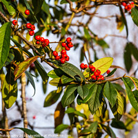 Buy canvas prints of Red berries on a Cotoneaster or ‘Cornubia’ tree in the winter sunlight by SnapT Photography