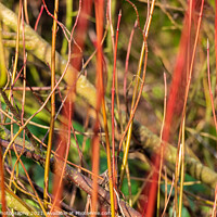 Buy canvas prints of Abstract colourful background of young willow trees close up by SnapT Photography