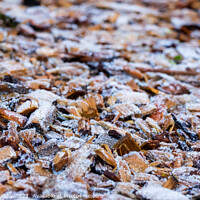 Buy canvas prints of Close up of white frost covered wood chips in winter by SnapT Photography