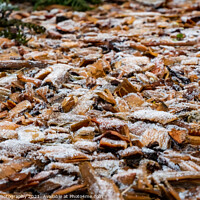 Buy canvas prints of Close up of white frost covered wood chips in winter by SnapT Photography