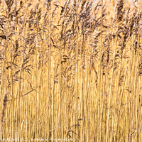Buy canvas prints of Abstract background close up of common reeds in the winter sun by SnapT Photography