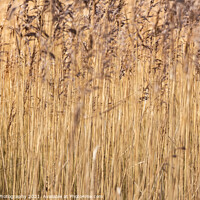 Buy canvas prints of Abstract background close up of common reeds in the winter sun by SnapT Photography
