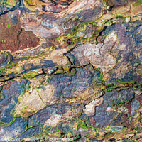 Buy canvas prints of Close up of colorful decomposing tree bark in the winter light by SnapT Photography