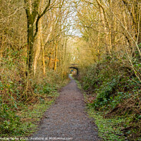 Buy canvas prints of Woodland trail along the old Dumfries and Galloway Railway line, Scotland by SnapT Photography