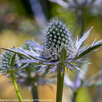 Buy canvas prints of Close up of a Sea Holly plant by SnapT Photography
