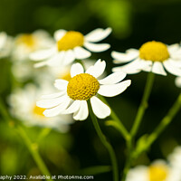 Buy canvas prints of Close up of shasta daisies in a garden the summer sun by SnapT Photography