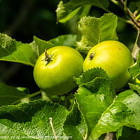 Buy canvas prints of Bright green russet apples growing on a tree in the summer sun by SnapT Photography
