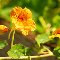 Buy canvas prints of Close up of a yellow nasturtium flower in the evening summer sun by SnapT Photography