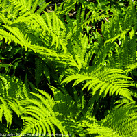 Buy canvas prints of Close up of green garden fern leaves and branches in the summer sun by SnapT Photography