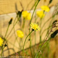 Buy canvas prints of A close up of yellow dandelion and wild flowers in the summer sun by SnapT Photography