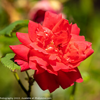 Buy canvas prints of Close up of a red rose growing in the summer sun by SnapT Photography
