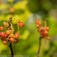 Buy canvas prints of Close up of red currant fruits in the late afternoon summer sun by SnapT Photography