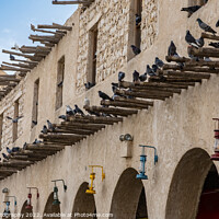 Buy canvas prints of Pigeons sitting on bamboo poles on the wall of a qatari building in Souq Waqif by SnapT Photography