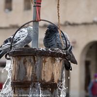 Buy canvas prints of Pigeons playing a bucket of water from the Old Well in Souq Waqif in Doha, Qatar by SnapT Photography